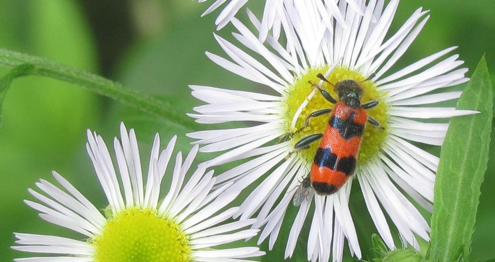 Trichodes apiarius, Cleridae